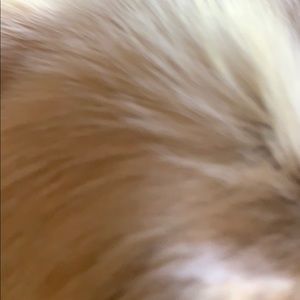 Meet your Posher, Dakota